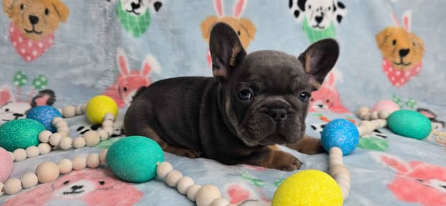 French Bulldog Puppies media 18