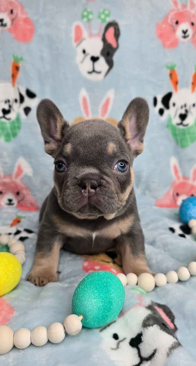 French Bulldog Puppies media 19