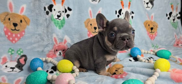 French Bulldog Puppies media 21