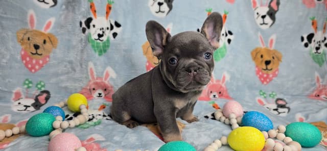 French Bulldog Puppies media 22