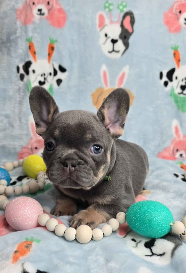 French Bulldog Puppies media 23