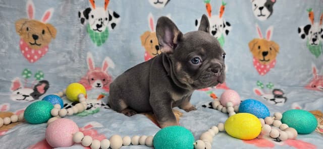 French Bulldog Puppies media 24