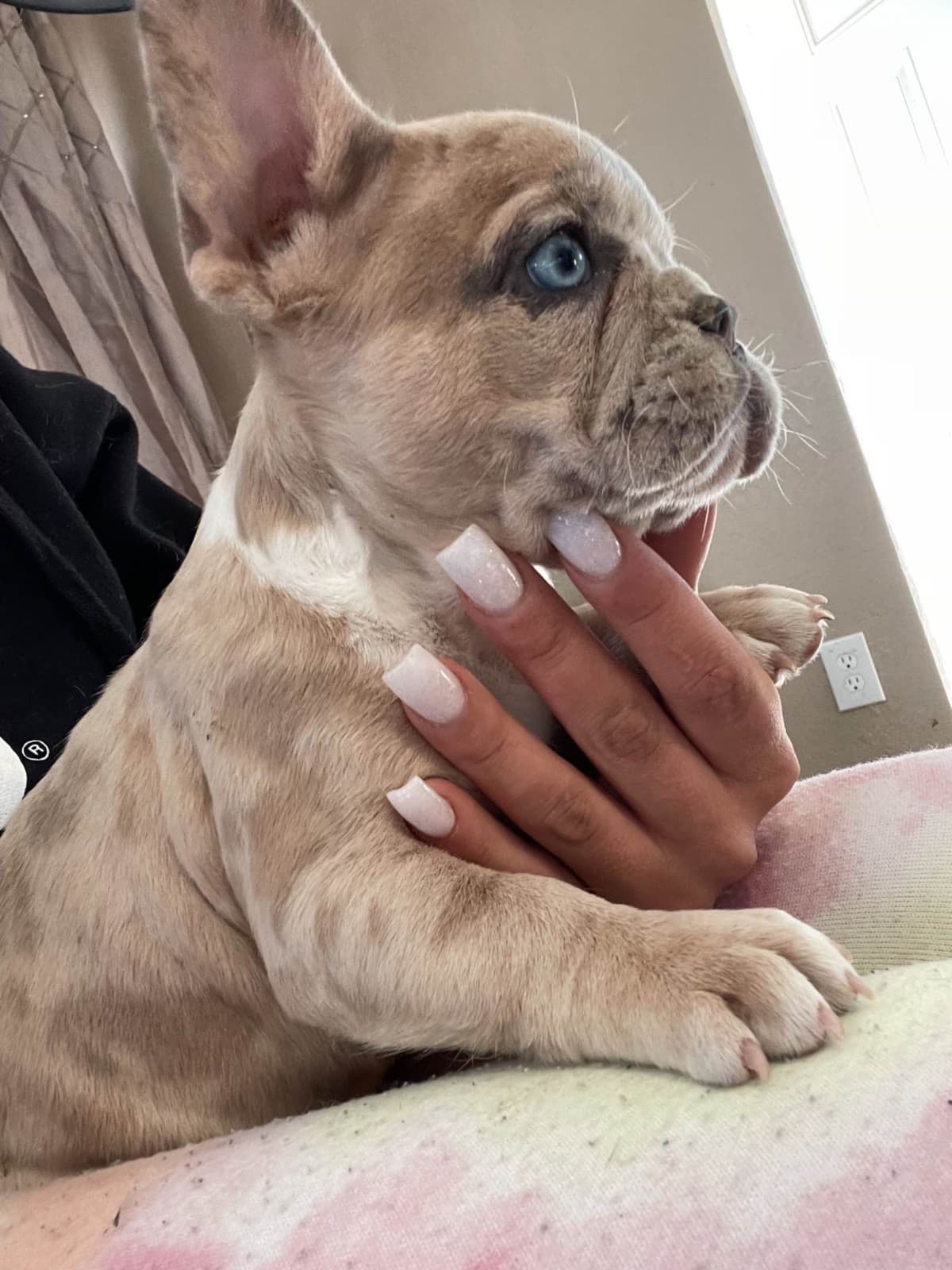 French Bulldog Puppies breeder image 1