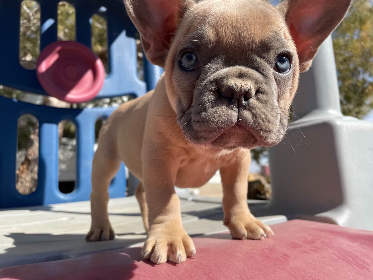French Bulldog Puppies breeder image 3