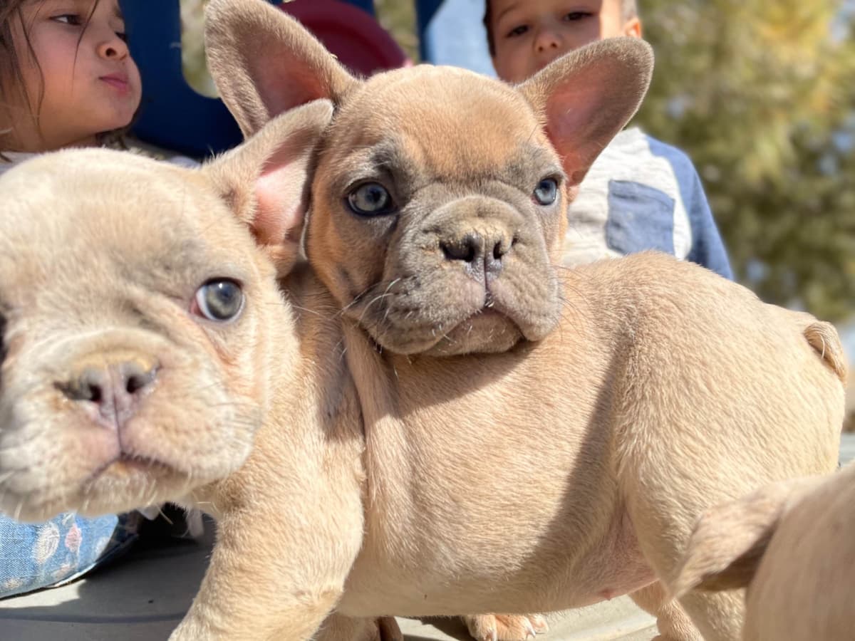 French Bulldog Puppies breeder image 4