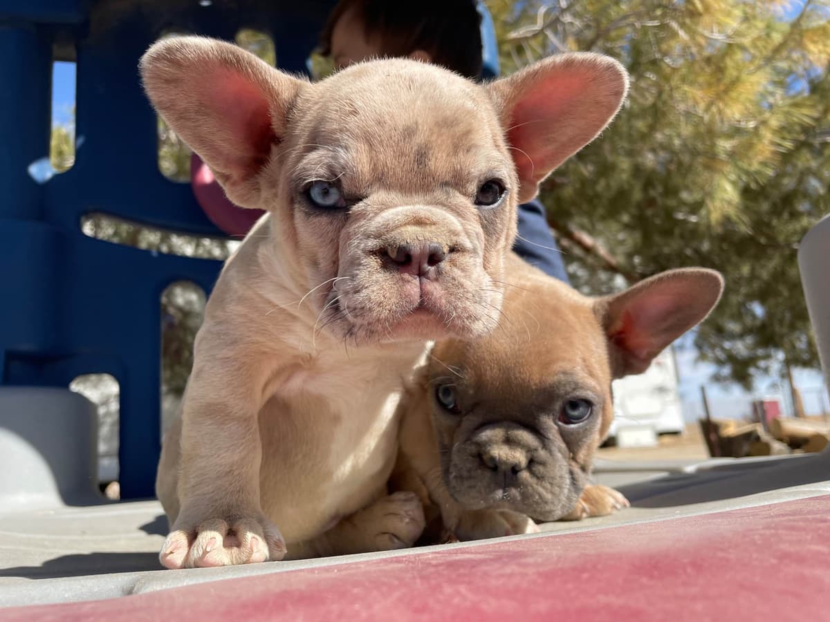 French Bulldog Puppies breeder image 5