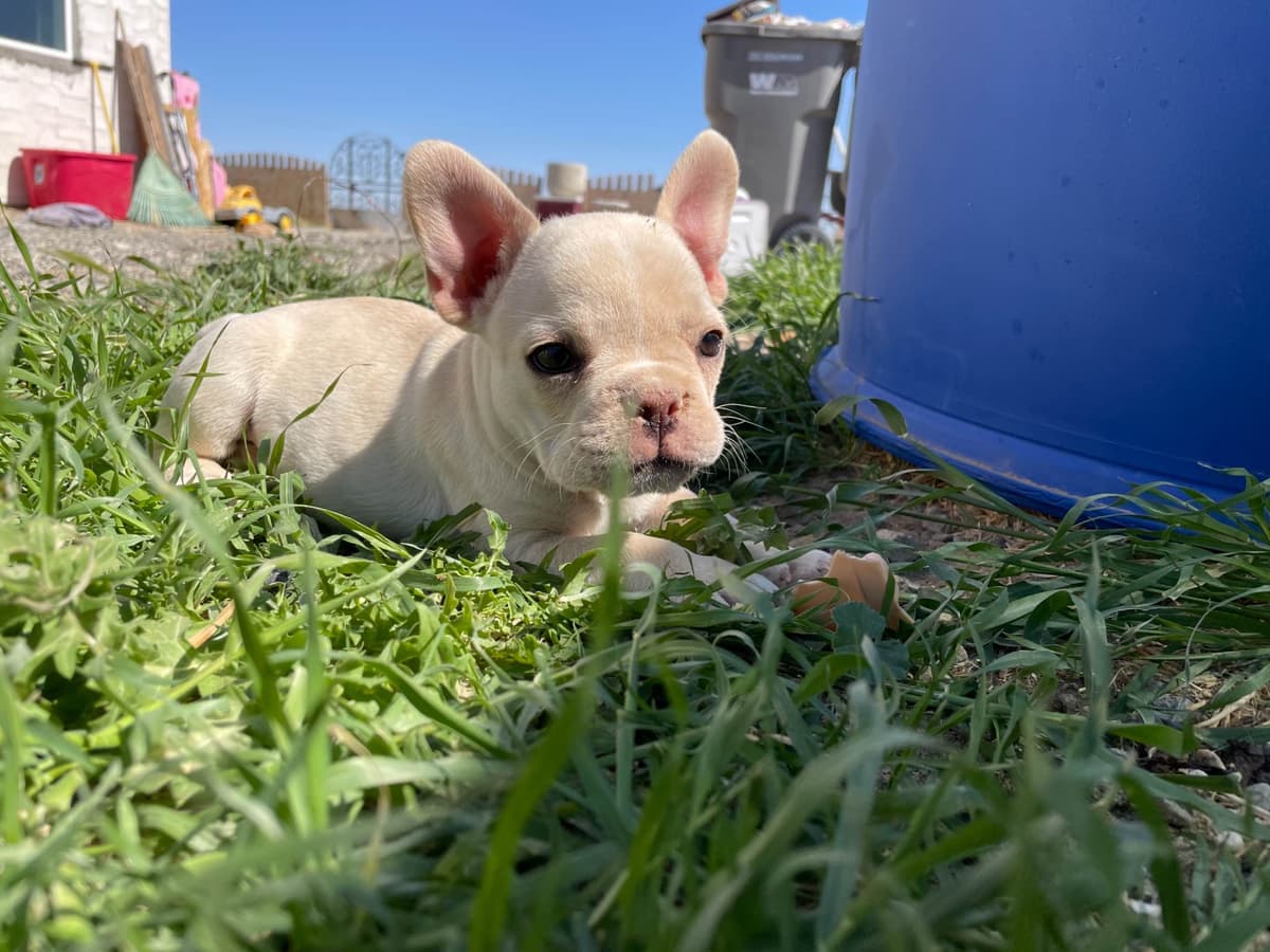 French Bulldog Puppies breeder image 6