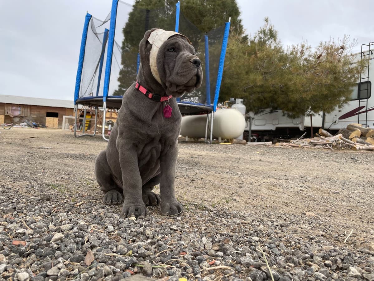 French Bulldog Puppies breeder image 7