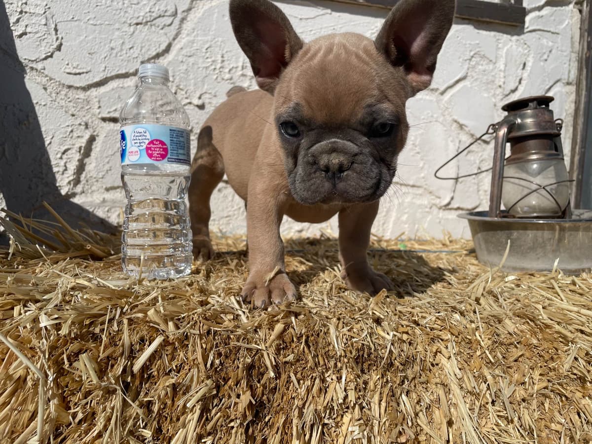 French Bulldog Puppies breeder image 8