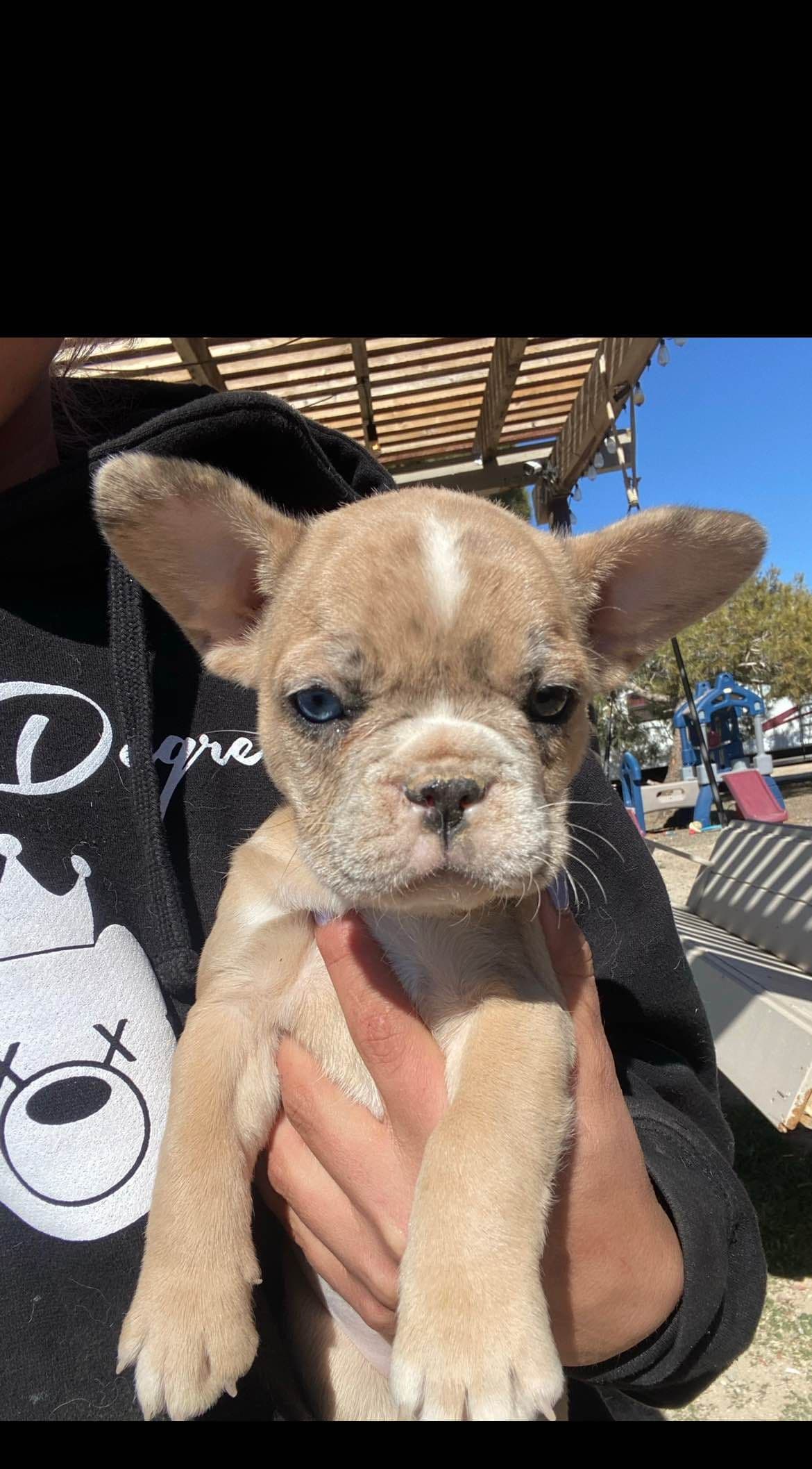 French Bulldog Puppies breeder image 9