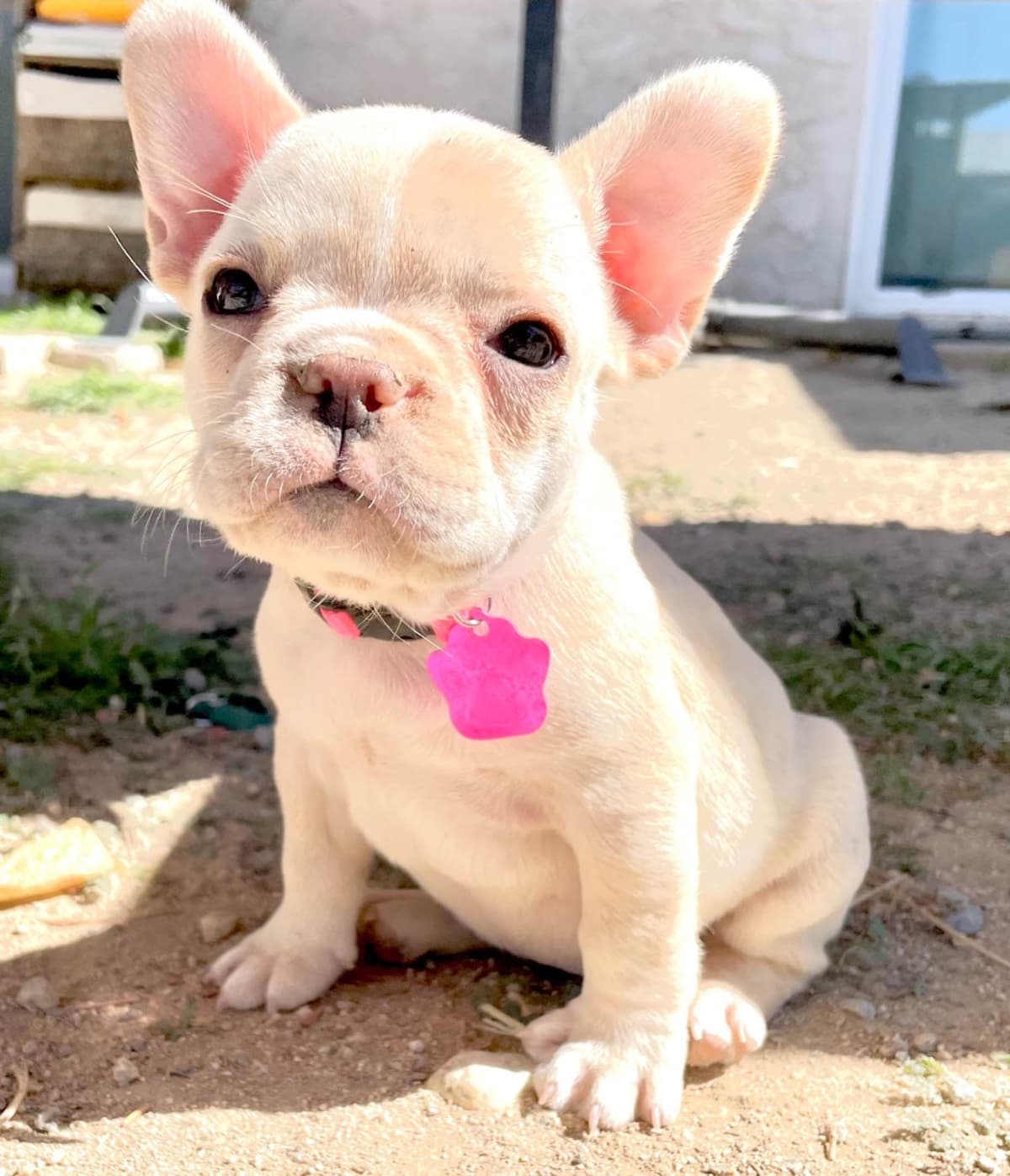French Bulldog Puppies breeder image 10