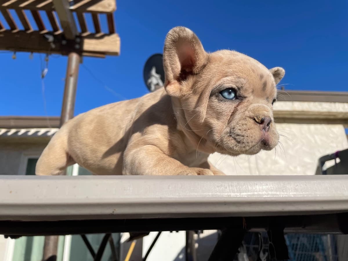 French Bulldog Puppies breeder image 11