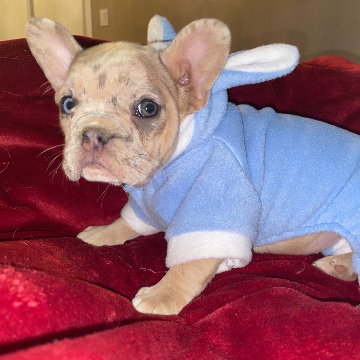 French Bulldog Puppies breeder image 12