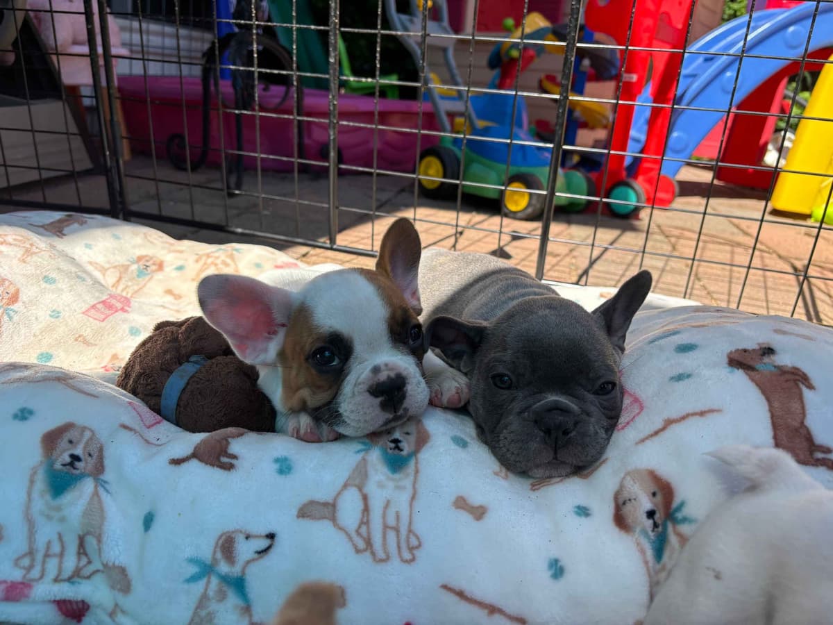 French Bulldog Puppies breeder image 15