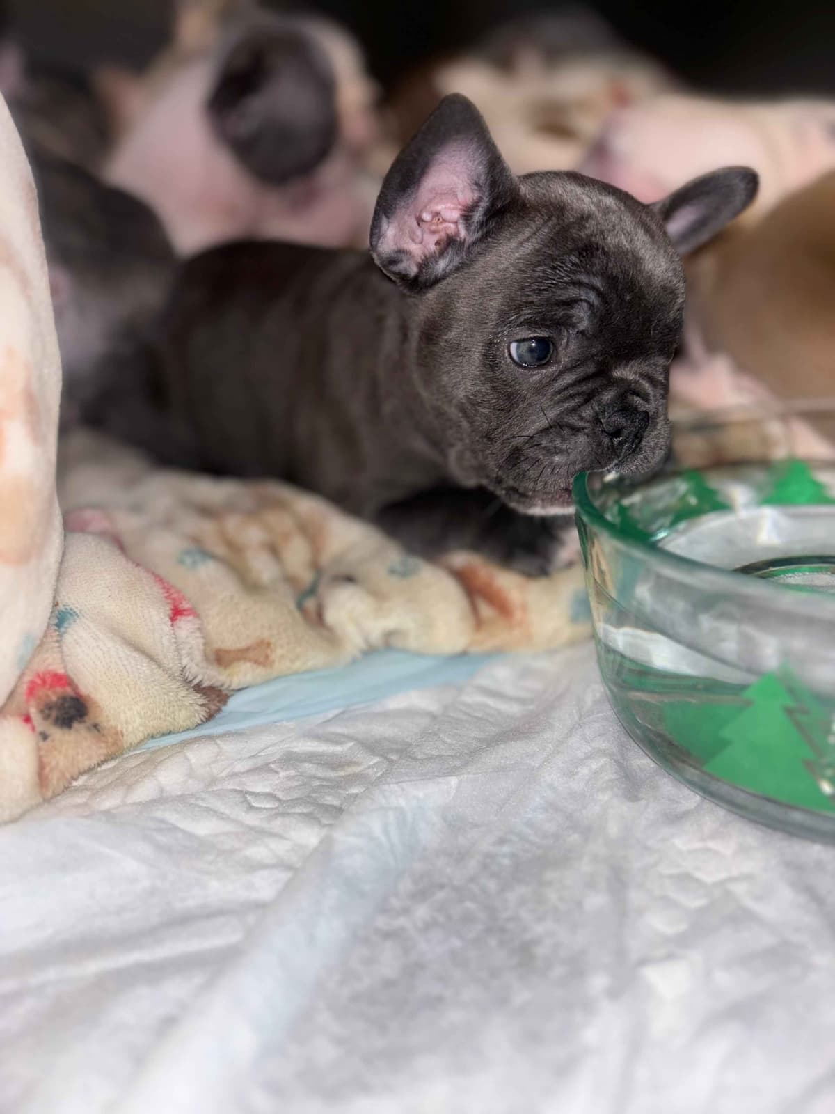 French Bulldog Puppies breeder image 16