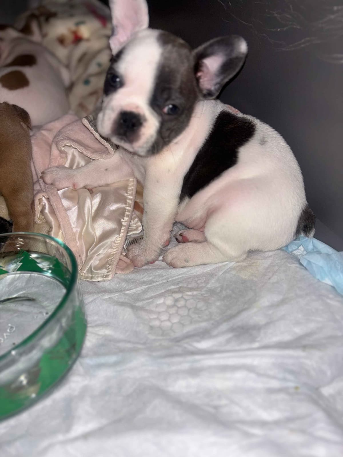 French Bulldog Puppies breeder image 18