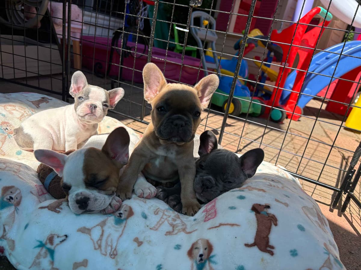 French Bulldog Puppies breeder image 17