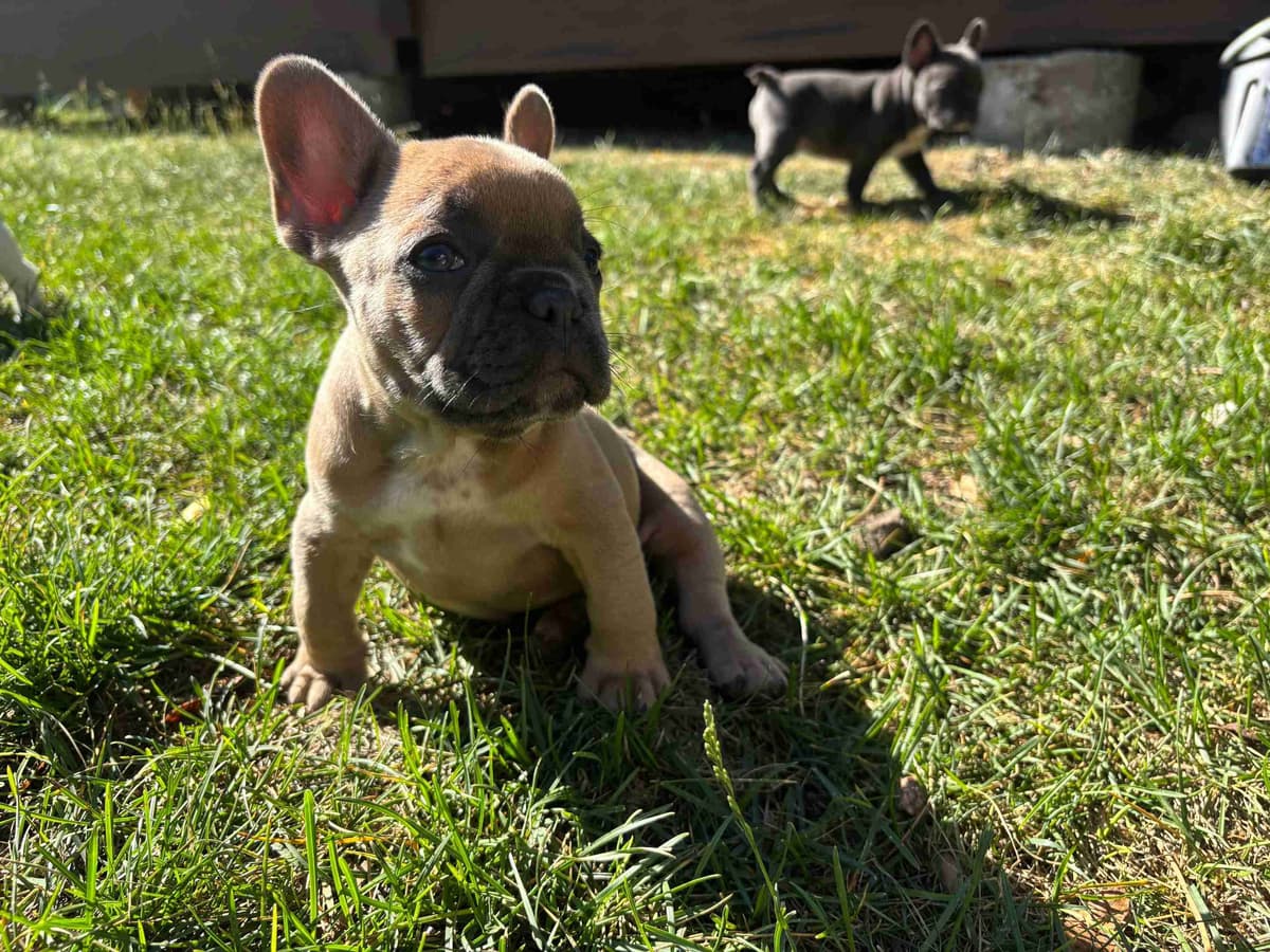 French Bulldog Puppies breeder image 19
