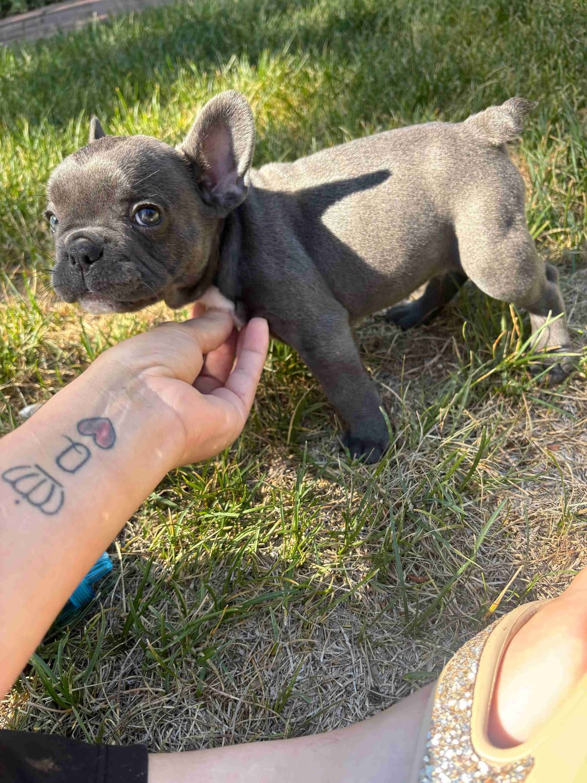 French Bulldog Puppies breeder image 20