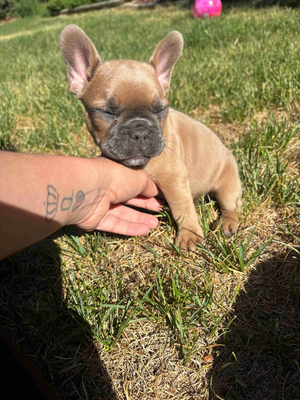 French Bulldog Puppies breeder image 21