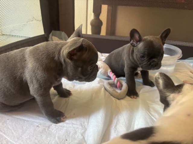 French Bulldog Puppies media 2