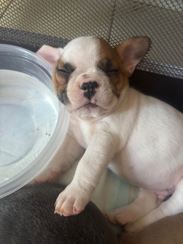 French Bulldog Puppies media 3