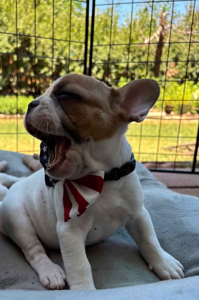 French Bulldog Puppies media 4
