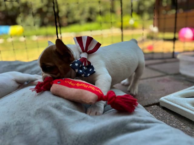 French Bulldog Puppies media 5