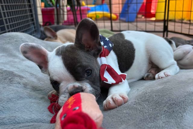 French Bulldog Puppies media 6