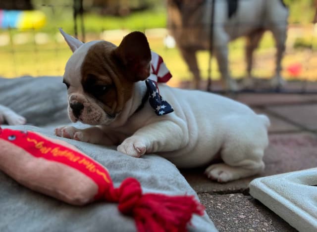French Bulldog Puppies media 7
