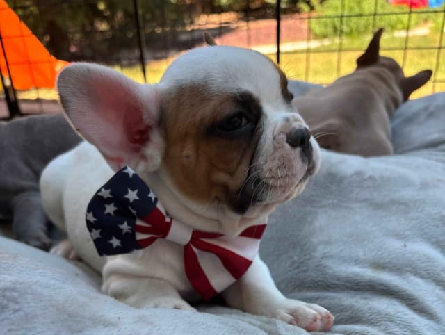 French Bulldog Puppies media 8