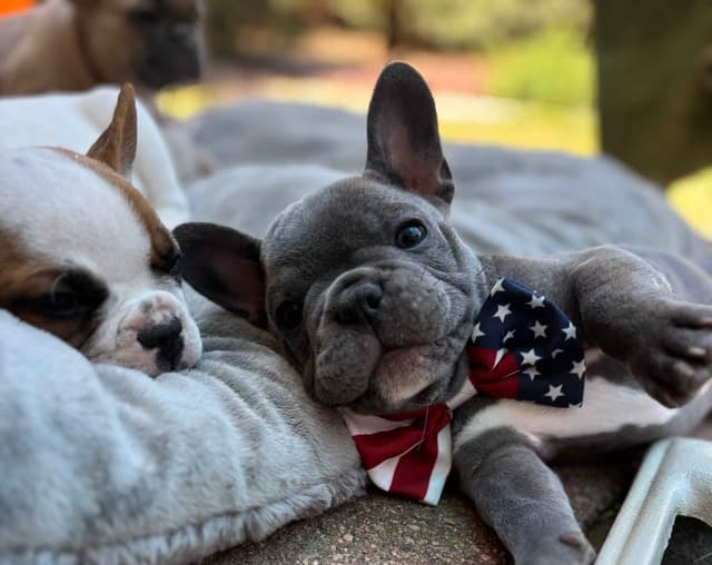 French Bulldog Puppies media 9