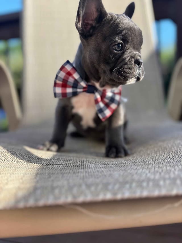 French Bulldog Puppies media 13