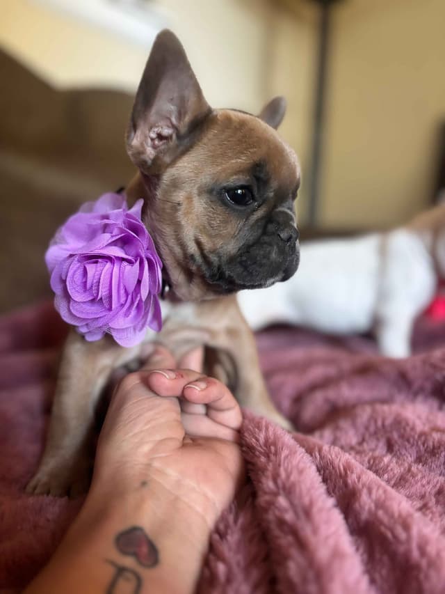 French Bulldog Puppies media 14