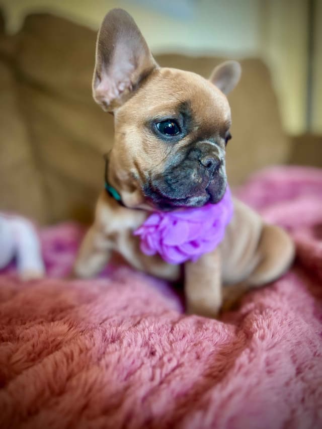 French Bulldog Puppies media 15