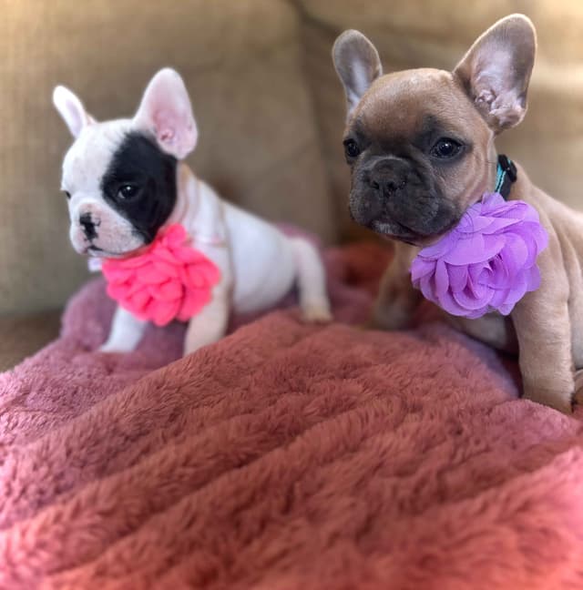 French Bulldog Puppies media 10