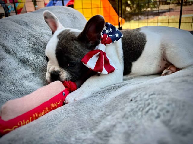 French Bulldog Puppies media 11