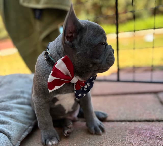 French Bulldog Puppies media 12