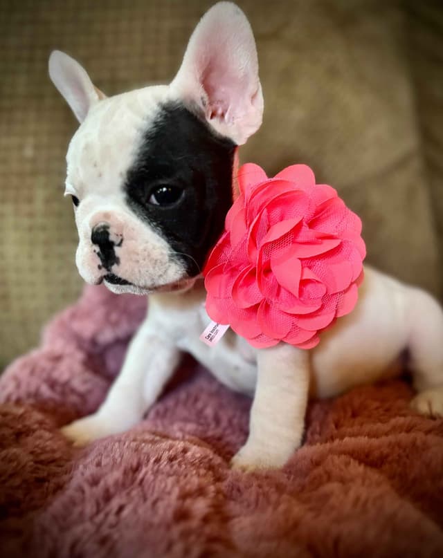 French Bulldog Puppies media 16