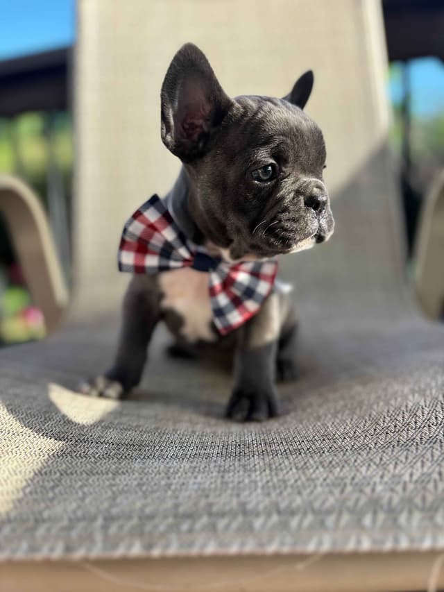 French Bulldog Puppies media 19