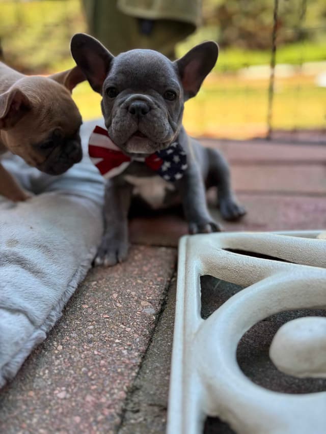 French Bulldog Puppies media 20