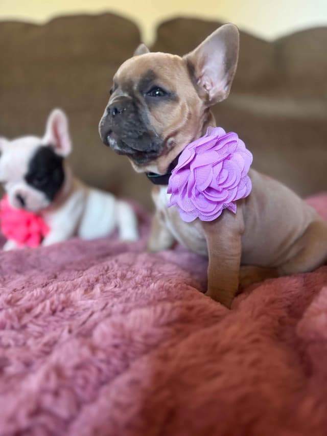 French Bulldog Puppies media 17