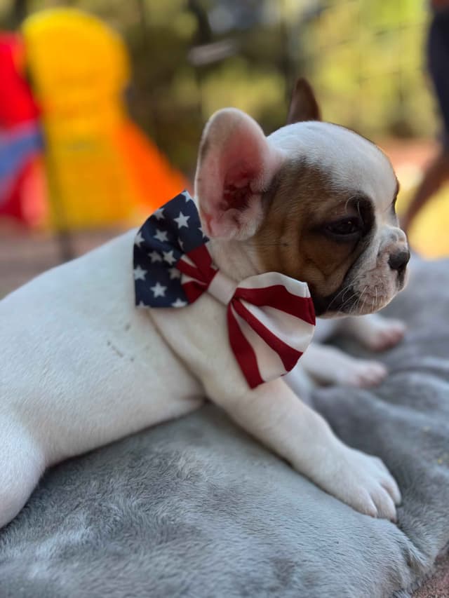 French Bulldog Puppies media 18