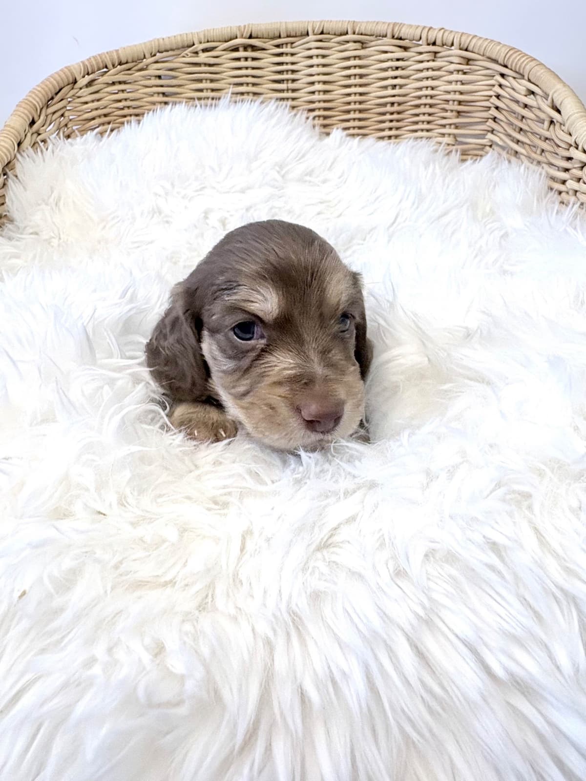 Dachshund Puppies breeder image 1