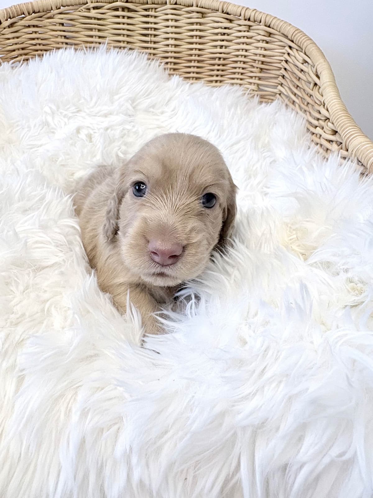 Dachshund Puppies breeder image 2