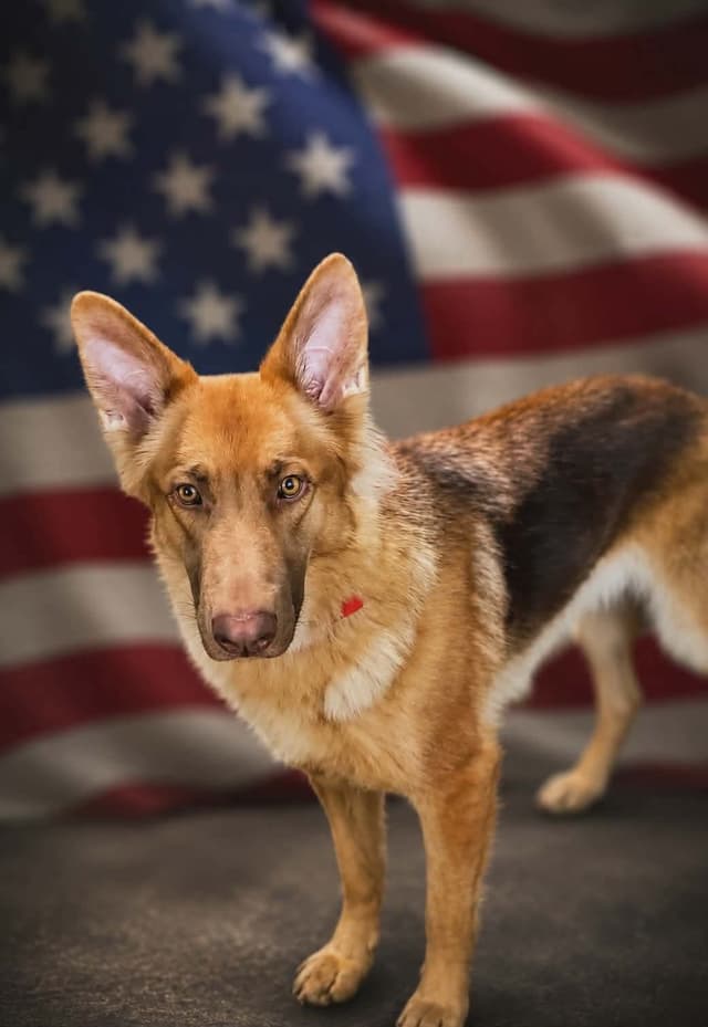 German Shepherd Dog Puppies media 2