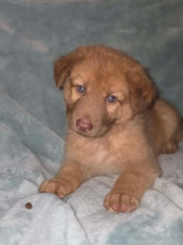 German Shepherd Dog Puppies media 4