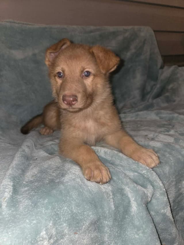 German Shepherd Dog Puppies media 5