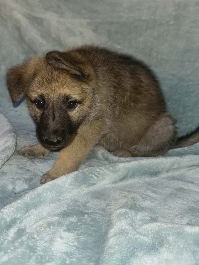German Shepherd Dog Puppies media 7