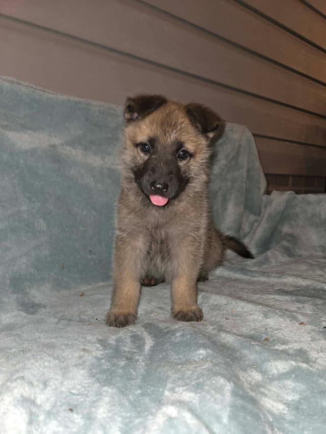 German Shepherd Dog Puppies media 8